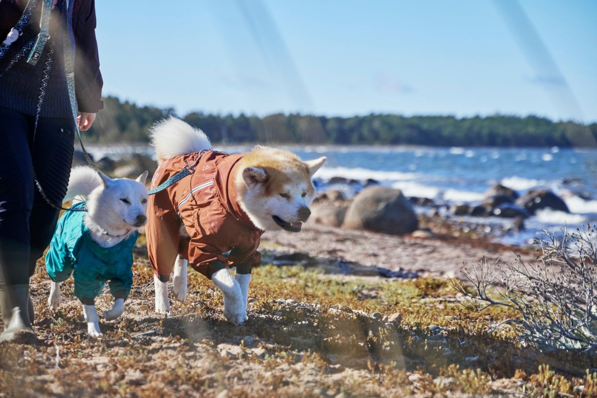 ECO - ACTIVEDOG.CH - Wir lieben Outdoorhunde!