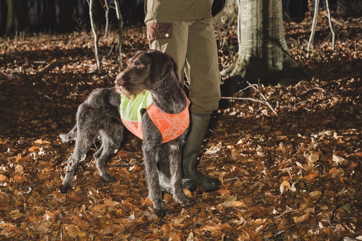 Sicherheit | ACHTIVEDOG CH