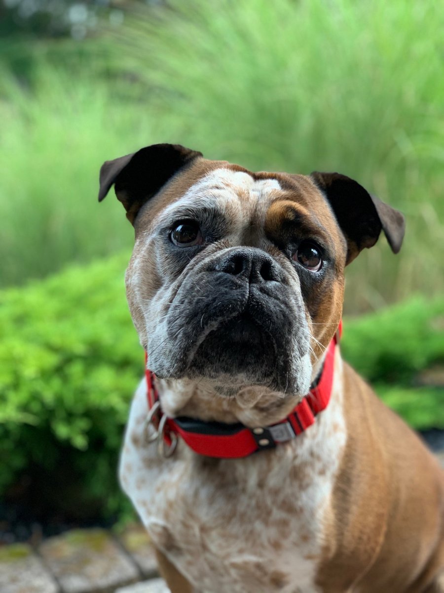 WowWoW - ACTIVEDOG.CH - Wir lieben Outdoorhunde!