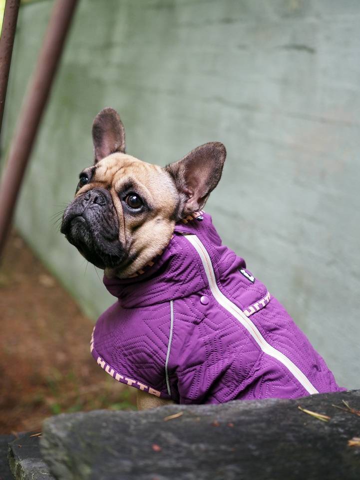 Casual Jacke, gesteppt (Quilted Jacket), Outlet - ACHTIVEDOG CH