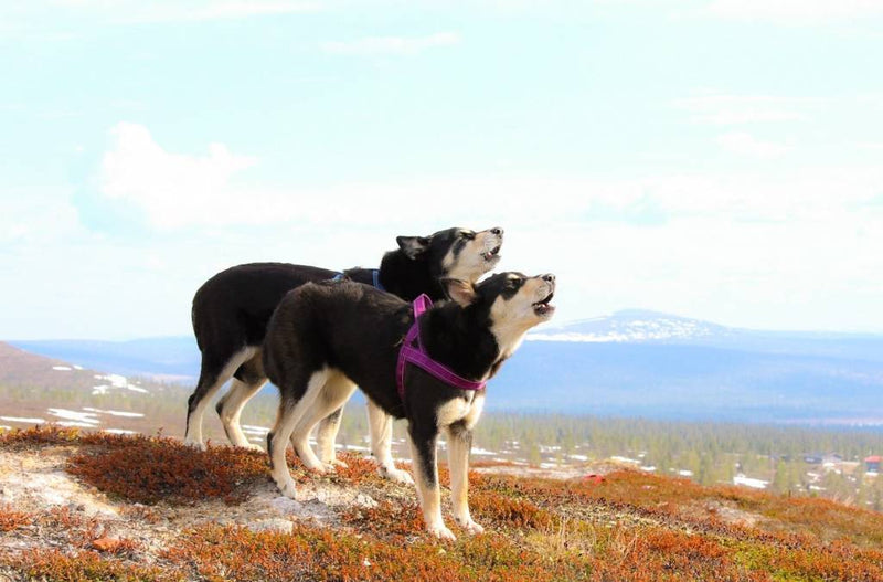 Casual Norweger Geschirr - ACHTIVEDOG CH