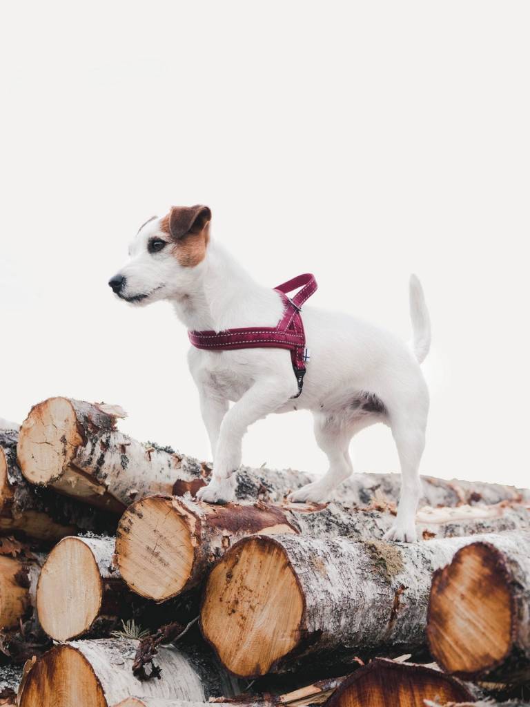 Casual Norweger Geschirr - ACHTIVEDOG CH