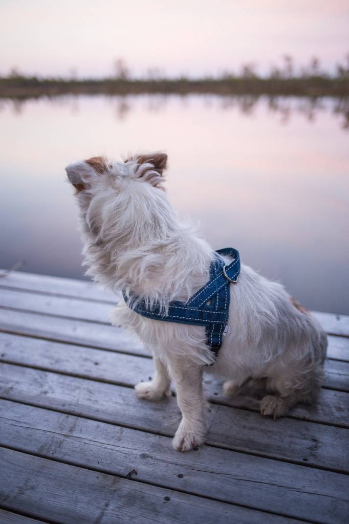 Casual Norweger Geschirr - ACHTIVEDOG CH
