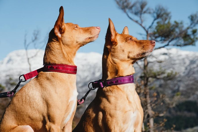 Casual Zugstopp Halsband - ACTIVEDOG - Wir lieben Outdoorhunde!