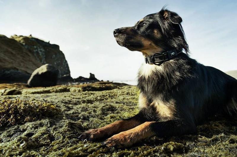 Halsband, Neopren gepolstert, Outlet - ACHTIVEDOG CH