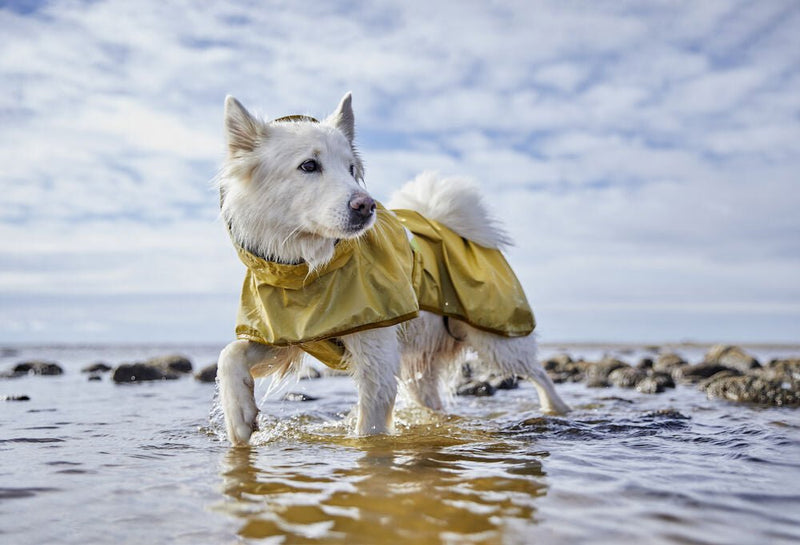 Mudventure Reflective Coat - ACTIVEDOG.CH - Wir lieben Outdoorhunde!