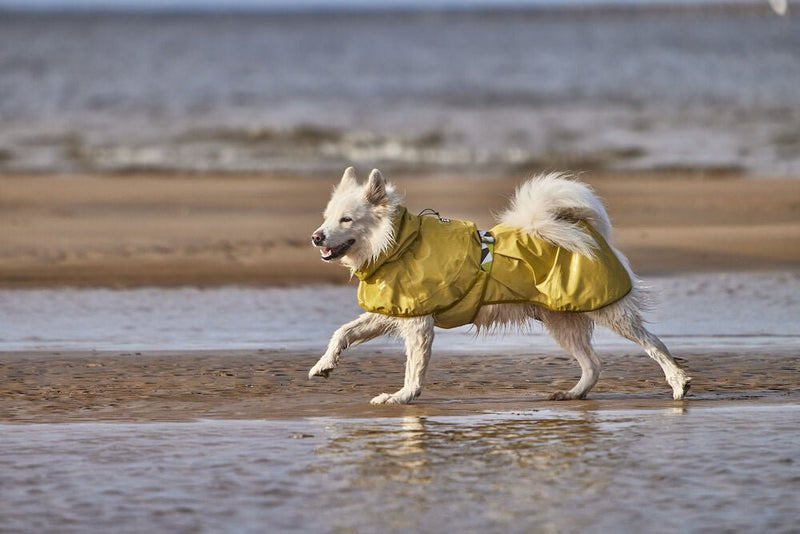 Mudventure Reflective Coat - ACTIVEDOG.CH - Wir lieben Outdoorhunde!