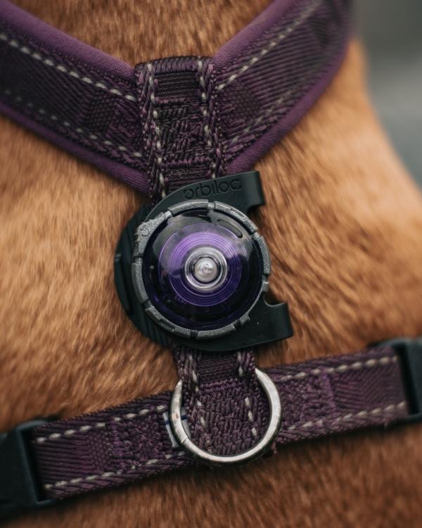 ORBILOC Safety Light Clip - ACTIVEDOG - Wir lieben Outdoorhunde!