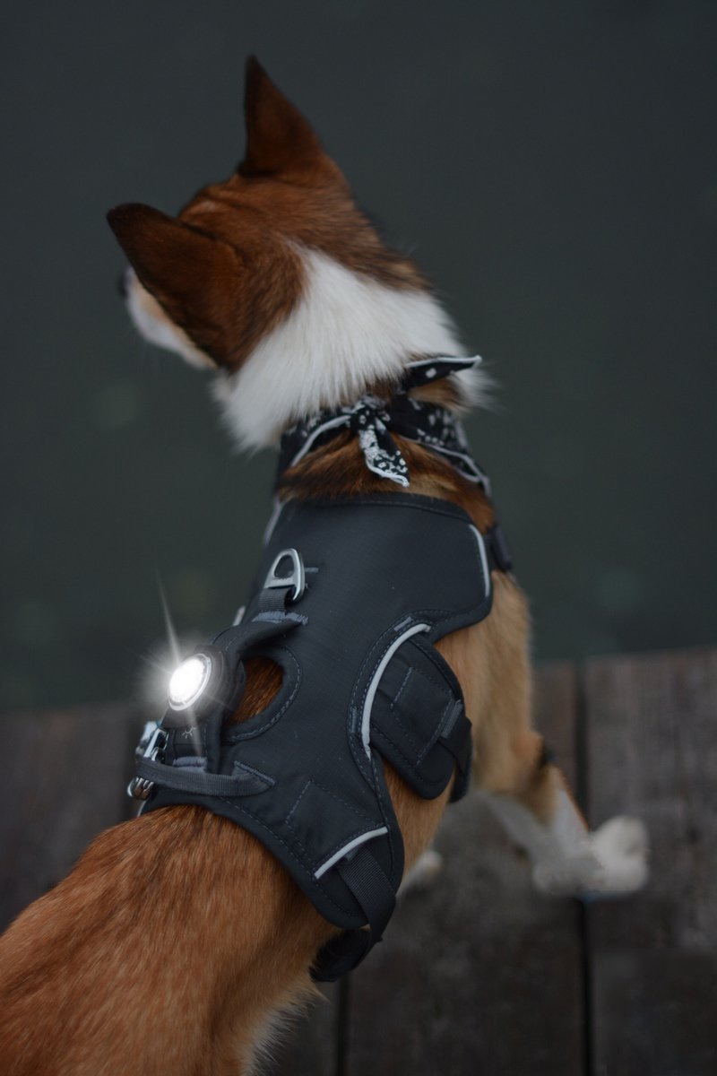 ORBILOC Safety Light Clip - ACTIVEDOG - Wir lieben Outdoorhunde!