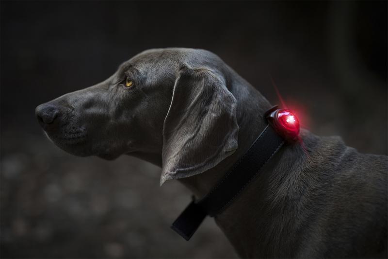 ORBILOC Safety Light Dog Dual - ACTIVEDOG - Wir lieben Outdoorhunde!