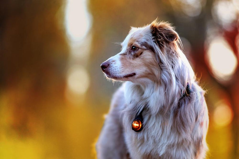 ORBILOC Safety Light Dog Dual - ACTIVEDOG - Wir lieben Outdoorhunde!