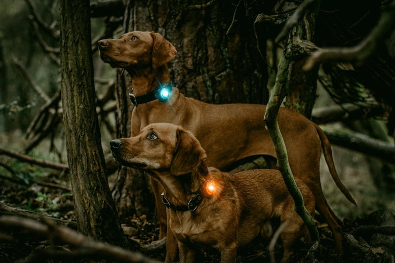 ORBILOC Safety Light Dog Dual - ACTIVEDOG - Wir lieben Outdoorhunde!
