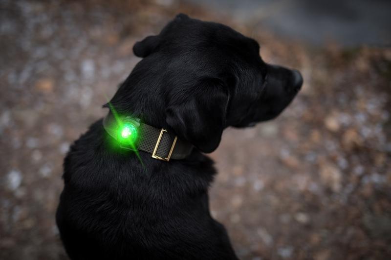 ORBILOC Safety Light Dog Dual - ACTIVEDOG - Wir lieben Outdoorhunde!