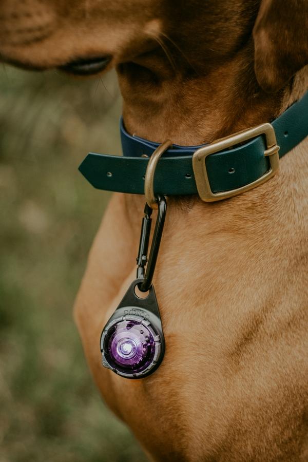 ORBILOC Safety Light Dog Dual - ACTIVEDOG - Wir lieben Outdoorhunde!