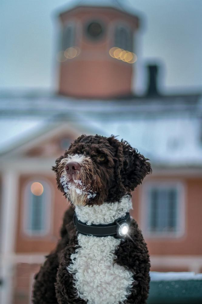 ORBILOC Safety Light Dog Dual - ACTIVEDOG - Wir lieben Outdoorhunde!