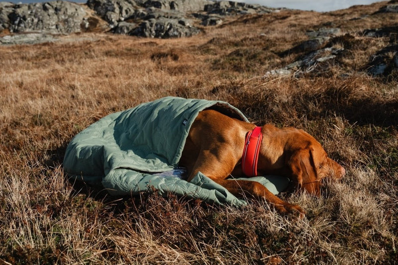 Schlafsack-Outback Dreamer ECO - ACHTIVEDOG CH