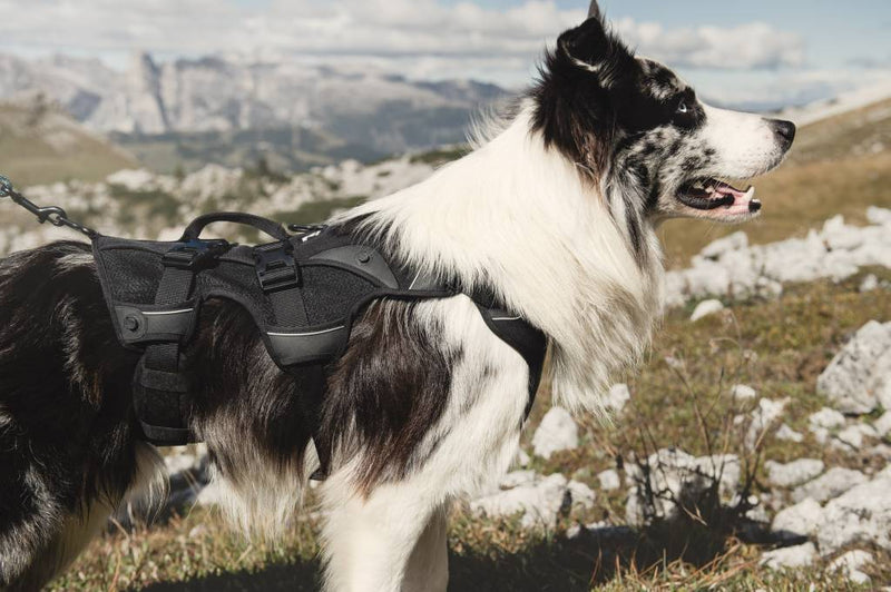 Trail Rucksack - ACHTIVEDOG CH